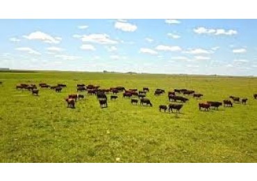 Campo a la venta en Ayacucho. Buenos Aires interior.
